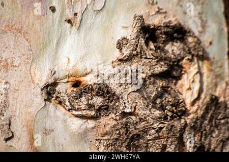 Une photo en gros plan capture la beauté texturée d'un tronc d'arbre, révélant les motifs complexes. Banque D'Images