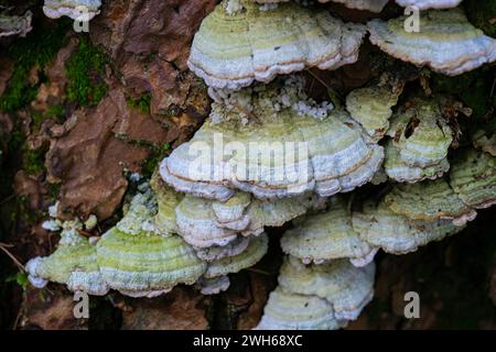 Une image en gros plan d'un champignon polyporeux à plusieurs zones poussant sur un tronc d'arbre, de champignons de plateau poussant sur l'écorce pourrie de rondins en forêt Banque D'Images