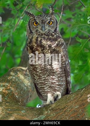 Cape Eagle-Owl Bubo capensis Afrique du Sud Banque D'Images