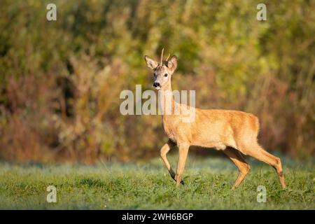 Cerf rodé Capreolus capreolus cerf rodé majestueux, capreolus capreolus, buck avec de gros bois approchant sur une prairie verte en été. Mammifère mâle Banque D'Images