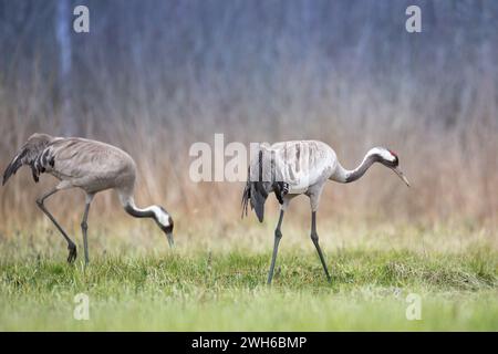 Grue commune sauvage, grus grus, marche sur le champ de foin dans la nature printanière. Grand oiseau à plumes atterrissant sur la prairie de vue latérale. Animaux sauvages Banque D'Images