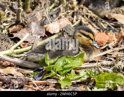 Un caneton de colvert (Anas platyrhynchos) accroupi au sol; Banque D'Images