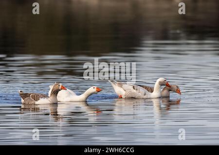 L'OIE Greylag (Anser anser) nageant sur un étang serein Banque D'Images