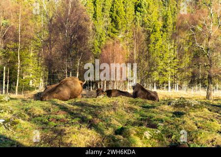Trois bisons se prélassant sur l'herbe verte luxuriante dans une zone boisée avec des arbres dispersés Banque D'Images
