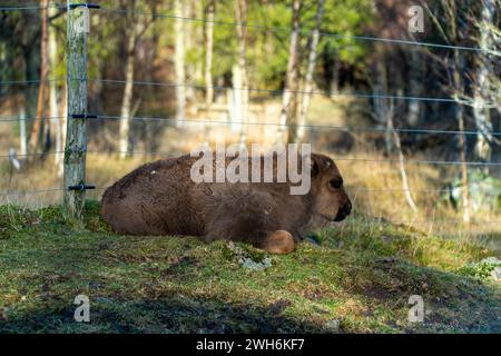 Bison reposant sur l'herbe près de l'enceinte clôturée Banque D'Images