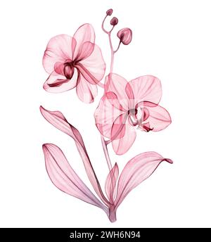 Fleurs d'orchidée transparentes. Bouquet d'aquarelle avec plante d'orchidée en couleur rose pastel. Composition vibrante et lumineuse dans un style classique moderne. Main Banque D'Images