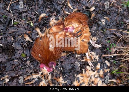 Coq rouge Rhode Island couché mort sur terre tué par un oiseau de proie goshawk sur une petite exploitation rurale en hiver Carmarthenshire West Wales UK Banque D'Images