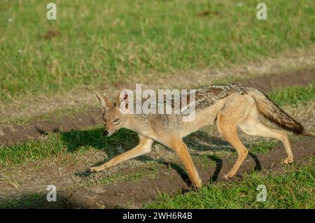 Chacal argenté sur prairie Banque D'Images