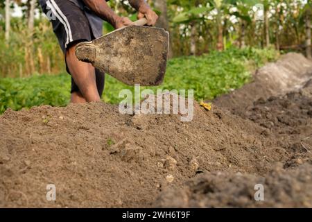 Les agriculteurs utilisent des houes tout en cultivant la terre tout en travaillant dans les plantations Banque D'Images