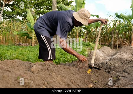 Les agriculteurs utilisent des houes tout en cultivant la terre tout en travaillant dans les plantations Banque D'Images