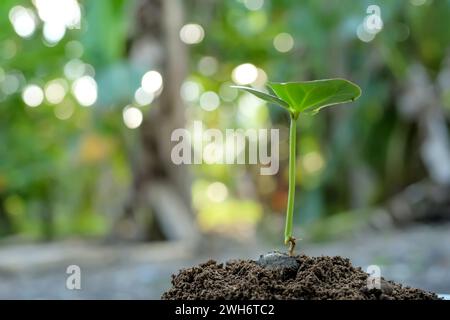 Les semis (Terminalia Catappa) commencent à pousser dans un sol fertile Banque D'Images