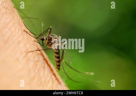 Le moustique Aedes aegypti suce le sang sur la peau humaine Banque D'Images