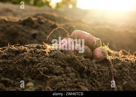 Les produits de patate douce sur le sol sont fraîchement récoltés de l'agriculture traditionnelle en Indonésie Banque D'Images