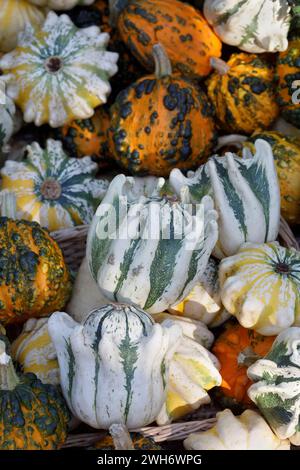 Curcubita pepo. Exposition de citrouilles et de courges. Banque D'Images