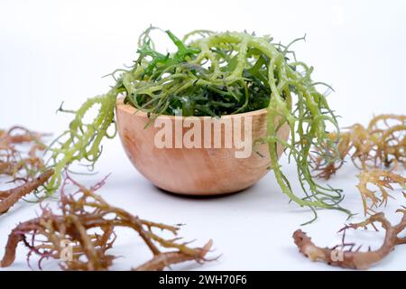 Algues fraîches Graciillaria SPP dans un bol en bois isolé sur fond blanc Banque D'Images