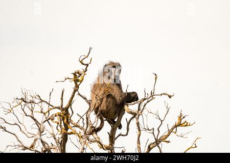 Chacma ou babouin du Cap (Papio ursinus) assis haut dans un arbre pour surveiller le danger dans la nature du Cap occidental, Afrique du Sud Banque D'Images