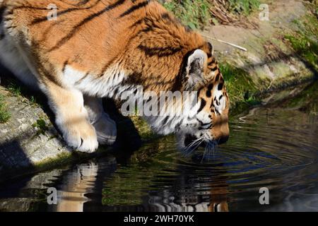 Un tigre de l'amour mâle au parc zoologique de Dartmoor, Devon. Banque D'Images