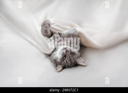 chat tabby mignon se trouve sur le lit et dort sous une couverture moelleuse blanche Banque D'Images