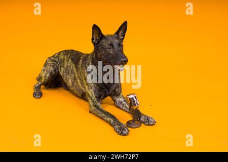 Mignon chien chantant berger hollandais dans un studio rouge jaune fond Banque D'Images