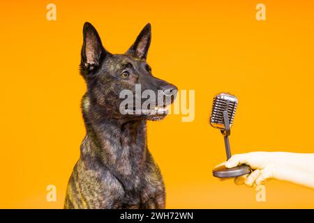 Mignon chien chantant berger hollandais dans un studio rouge jaune fond Banque D'Images