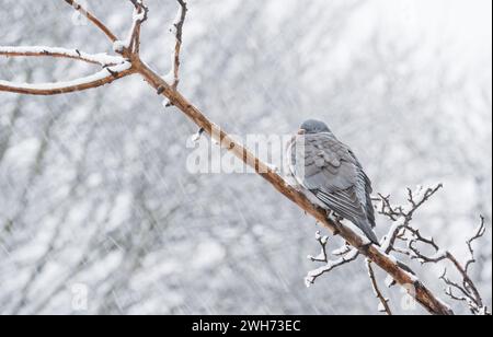 Mansfield Woodhouse, Angleterre, Royaume-Uni. 8 février 2024. Météo Royaume-Uni. Wood Pigeon chasse une branche, à l'abri des fortes averses de neige dans les East Midlands. Crédit : Alan Keith Beastall/Alamy Live News Banque D'Images