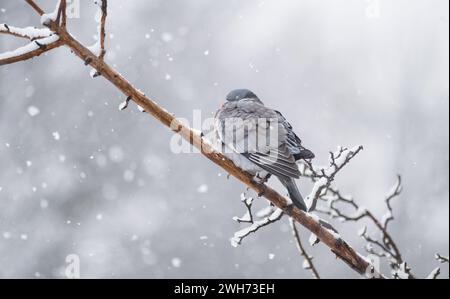 Mansfield Woodhouse, Angleterre, Royaume-Uni. 8 février 2024. Météo Royaume-Uni. Wood Pigeon chasse une branche, à l'abri des fortes averses de neige dans les East Midlands. Crédit : Alan Keith Beastall/Alamy Live News Banque D'Images