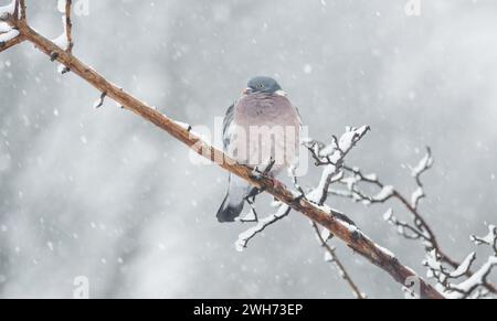 Mansfield Woodhouse, Angleterre, Royaume-Uni. 8 février 2024. Météo Royaume-Uni. Wood Pigeon chasse une branche, à l'abri des fortes averses de neige dans les East Midlands. Crédit : Alan Keith Beastall/Alamy Live News Banque D'Images