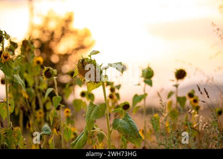 Plantation de tournesol pendant la période de maturation, tournesol sec au coucher du soleil. Ciel orange en arrière-plan. Banque D'Images
