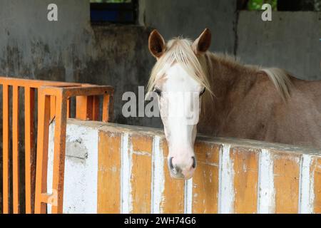 Beau cheval de race pure à la porte de l'écurie. Poulain à la porte de l'écurie. Ranch équestre. Banque D'Images