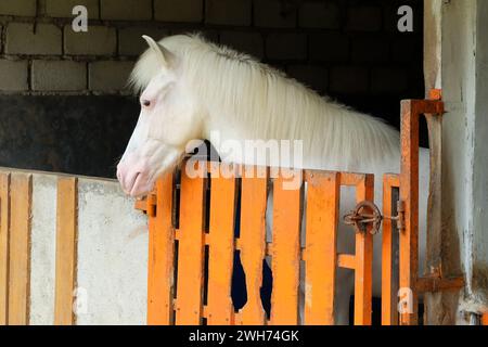 Cheval blanc à la porte de l'écurie. Poulain à la porte de l'écurie. Ranch équestre. Banque D'Images