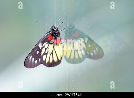 Un Jezebel rouge est un papillon de taille moyenne de la famille des Pieridae, collé sur le verre avec le reflet Banque D'Images