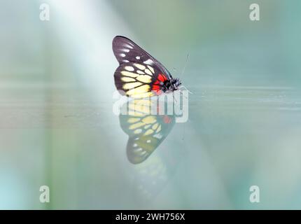 Un Jezebel rouge est un papillon de taille moyenne de la famille des Pieridae, collé sur le verre avec le reflet Banque D'Images