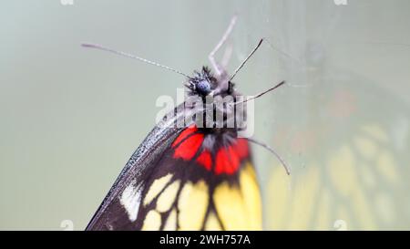 Un Jezebel rouge est un papillon de taille moyenne de la famille des Pieridae, collé sur le verre avec le reflet Banque D'Images