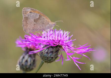 Grand oeil de bœuf - Maniola Jurtina suce nectar de la fleur d'Une fleur de Flakflower - Centaurea Stoebe Banque D'Images