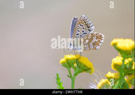 Bulle verte argentée - Lysandra Coridon suce nectar d'Une fleur du Rainfarn ou Wormwort - Tanacetum vulgare avec son tronc Banque D'Images
