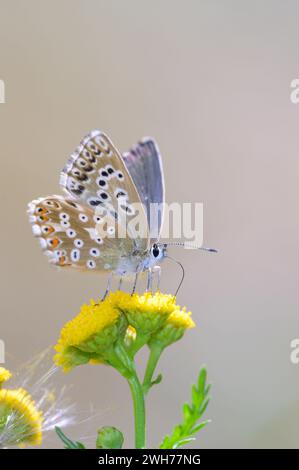 Bulle verte argentée - Lysandra Coridon suce nectar d'Une fleur du Rainfarn ou Wormwort - Tanacetum vulgare avec son tronc Banque D'Images