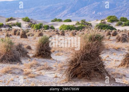 Arrowweed, Pluchea sericea, dans le champ de maïs du Diable dans le parc national de la Vallée de la mort dans le désert de Mojave, Californie. Banque D'Images