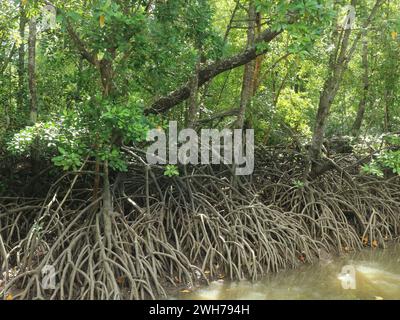 Les forêts de mangroves poussant dans les marécages d'eau salée sont faciles à trouver dans les zones tropicales Banque D'Images