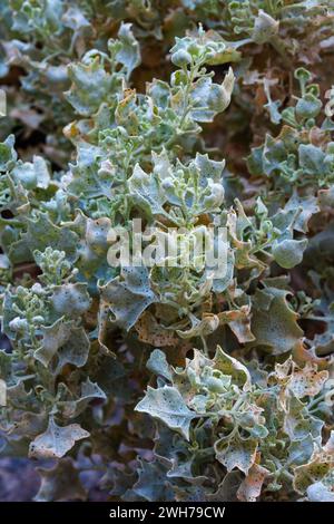 Desert Holly, Atriplex hymenelytra, dans le désert de Mojave dans le parc national de la Vallée de la mort, Californie. Banque D'Images