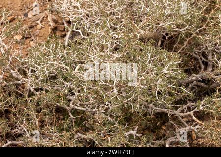Coleogyne ramosissima est un arbuste boisé du désert de Mojave dans le parc national de la Vallée de la mort, Californie, États-Unis. Aussi commun dans le canyonla Banque D'Images