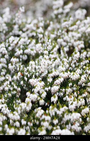 Erica x darleyensis f.albiflora 'White Spring surprise' Banque D'Images