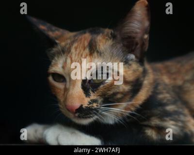 Mise au point sélective de beaux chats en trois couleurs, blanc, jaune et noir Banque D'Images