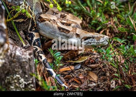 Boa constrictor Head gros plan magnifique motif serpent Banque D'Images