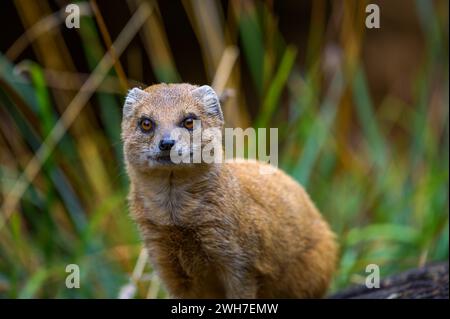 La mangouste jaune, parfois appelée suricate rouge Banque D'Images