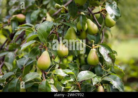 Les poires jaunes poussent et mûrissent sur un arbre dans un beau jardin fruitier sur fond vert. Riche culture de poire pousse sur l'arbre. Concentrez-vous sur les poires Banque D'Images