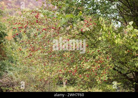 Les baies rouges mûres d'aubépine pendent sur les branches en automne sur l'arbre Banque D'Images