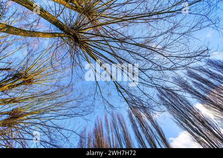 Saules pollardés sans feuilles (Salix) et peupliers (Populus) en hiver - Yzeures-sur-creuse, Indre-et-Loire (37), France. Banque D'Images