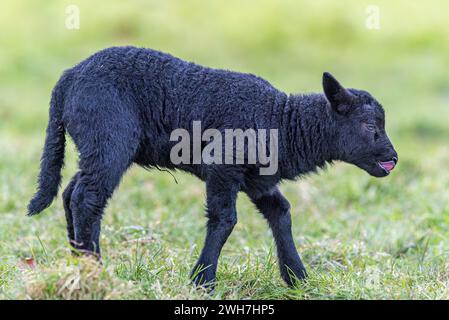 Adorable agneau noir avec languette sortie, profil latéral Banque D'Images