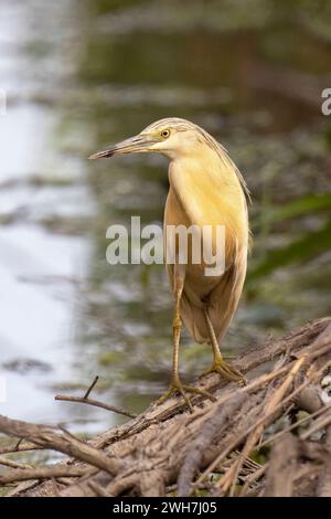 Squacco Heron, Ardeola ralloides, Isola della Cona, réserve naturelle de la vallée du canal Novo, Italie Banque D'Images