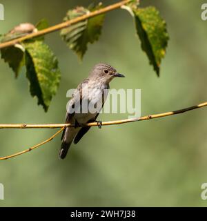 Tacheté Flycatcher, Muscicapa striata, Parc régional des Alpes Apuanes, Toscane, Italie Banque D'Images